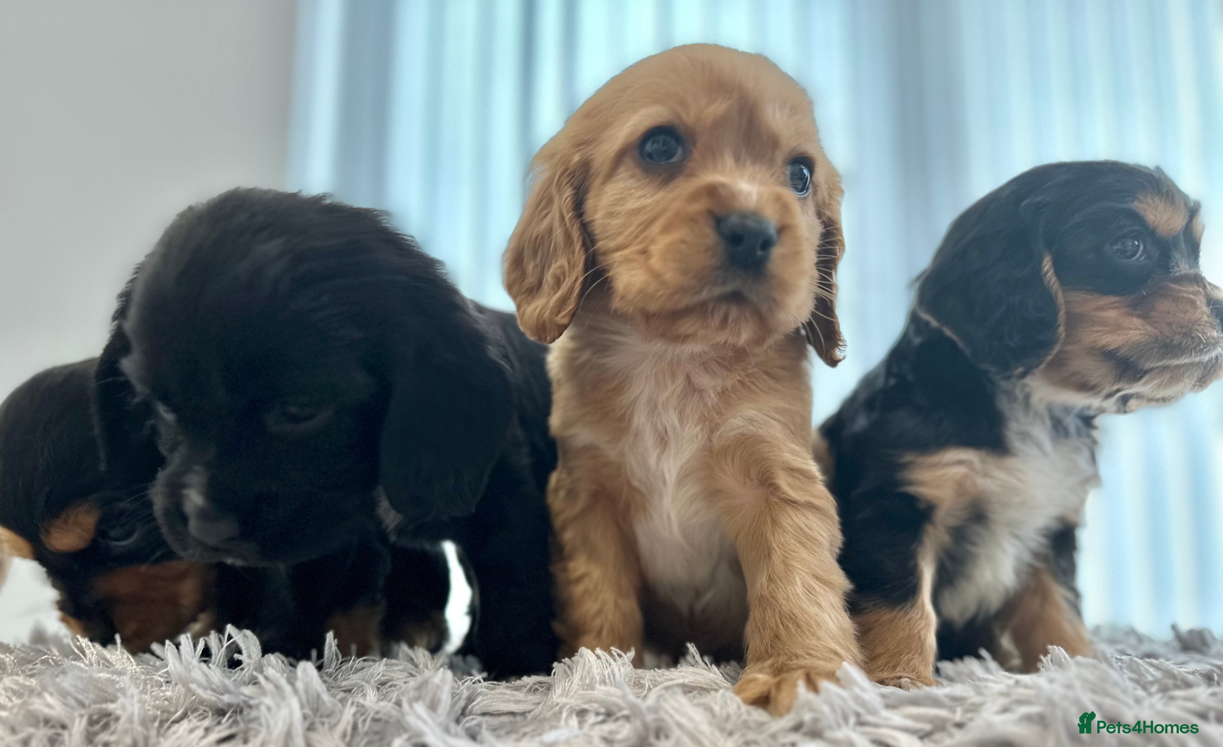 Cockalier dogs Cocker Spaniel Cavalier King Charles Puppy puppies - Advert 1
