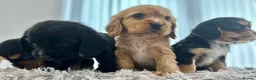 Cockalier dogs for sale: Cocker Spaniel Cavalier King Charles Puppy puppies - Advert 1