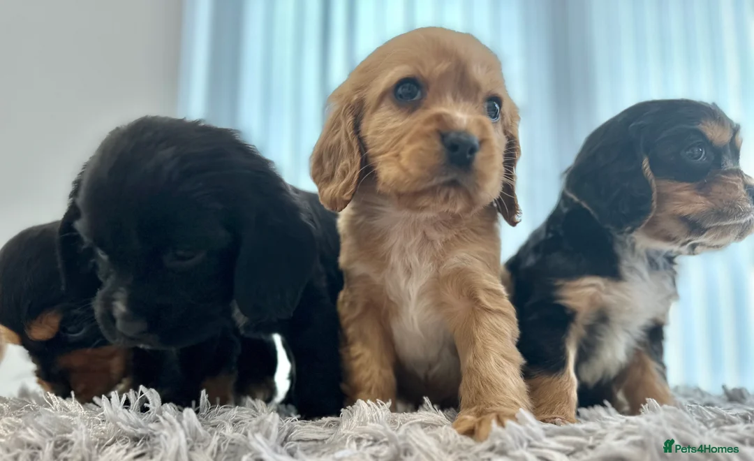 Cockalier dogs for sale: Cocker Spaniel Cavalier King Charles Puppy puppies - Advert 1