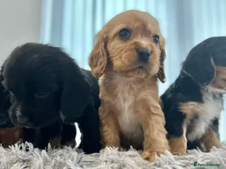 Cockalier dogs Cocker Spaniel Cavalier King Charles Puppy puppies - Advert 1