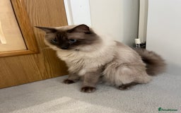 Ragdoll cats for sale: Pure boy blue point Ragdoll 14M full care plan - Image 3