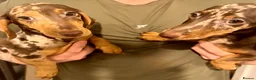 Miniature Dachshund dogs for sale: Two mini dapple Dachshunds available - Advert 1