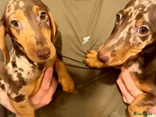 Miniature Dachshund dogs Two mini dapple Dachshunds available - Advert 1