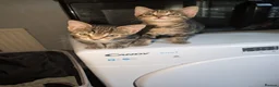 Bengal cats for sale: Mixed breed Bengal kittens  in Edenbridge - Advert 2