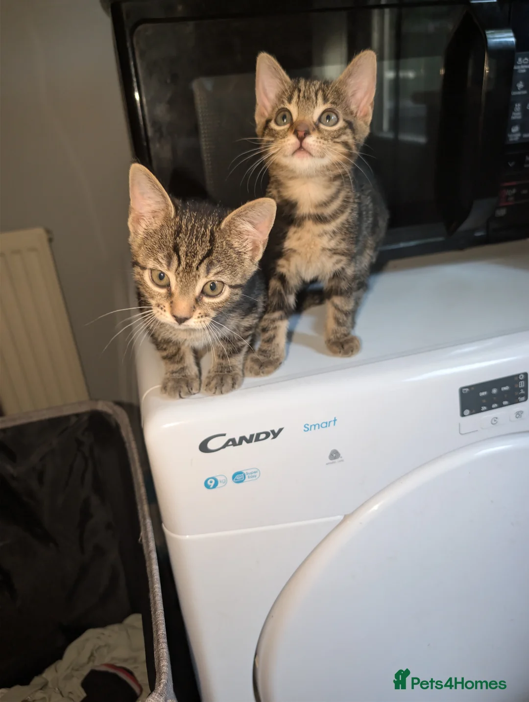 Bengal cats for sale: Mixed breed Bengal kittens  in Edenbridge - Advert 2