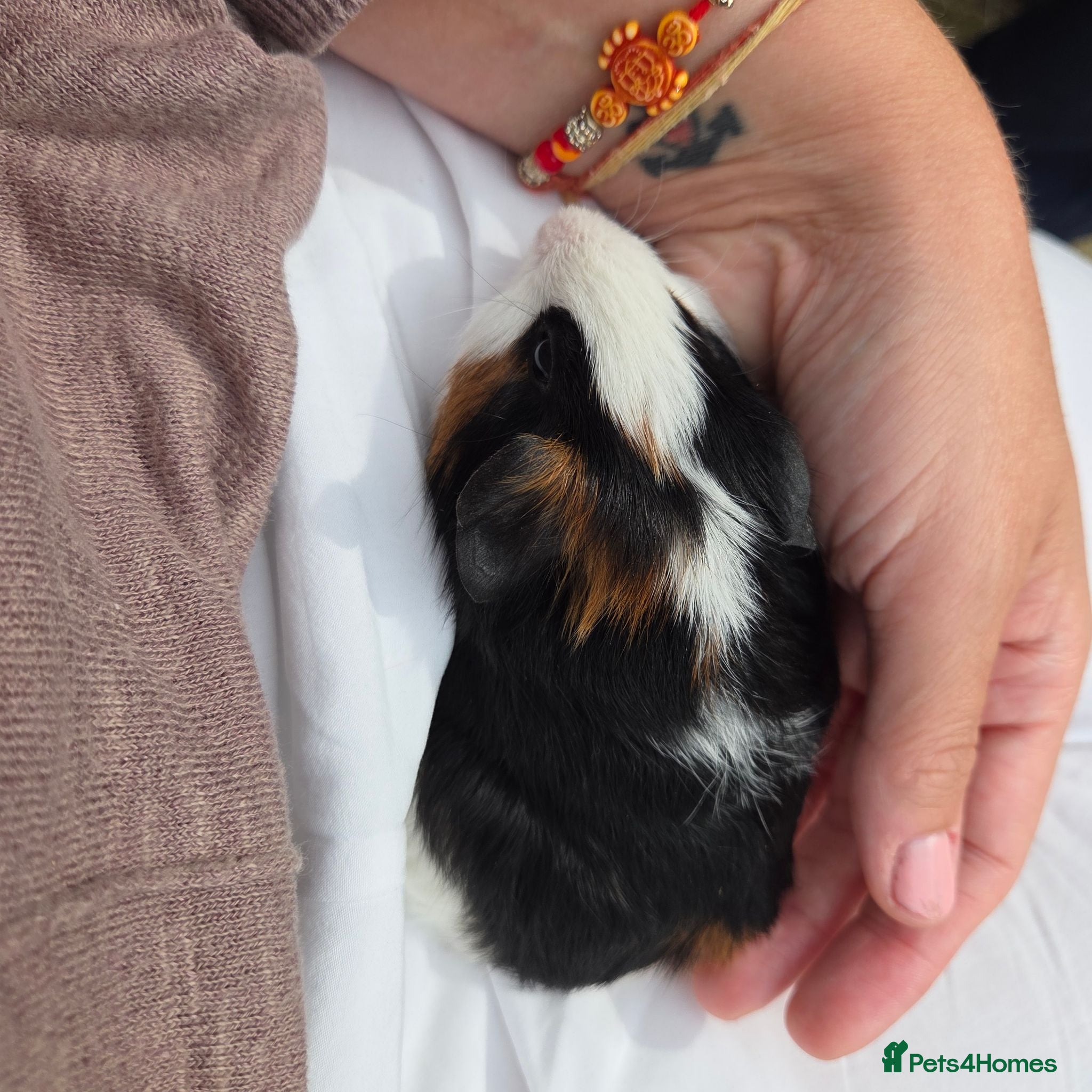 Guinea Pig rodents Guinea pigs  - Advert 2