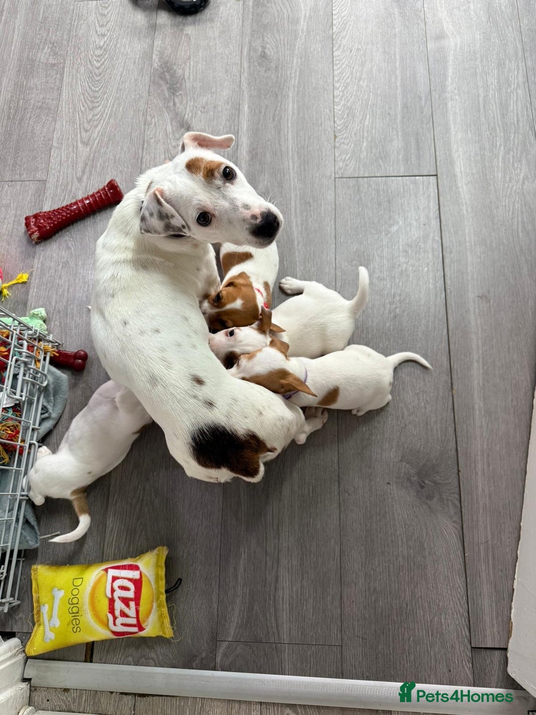 Jack Russell dogs for sale: 8 Week Old Jack Russel Puppies  - Advert 29