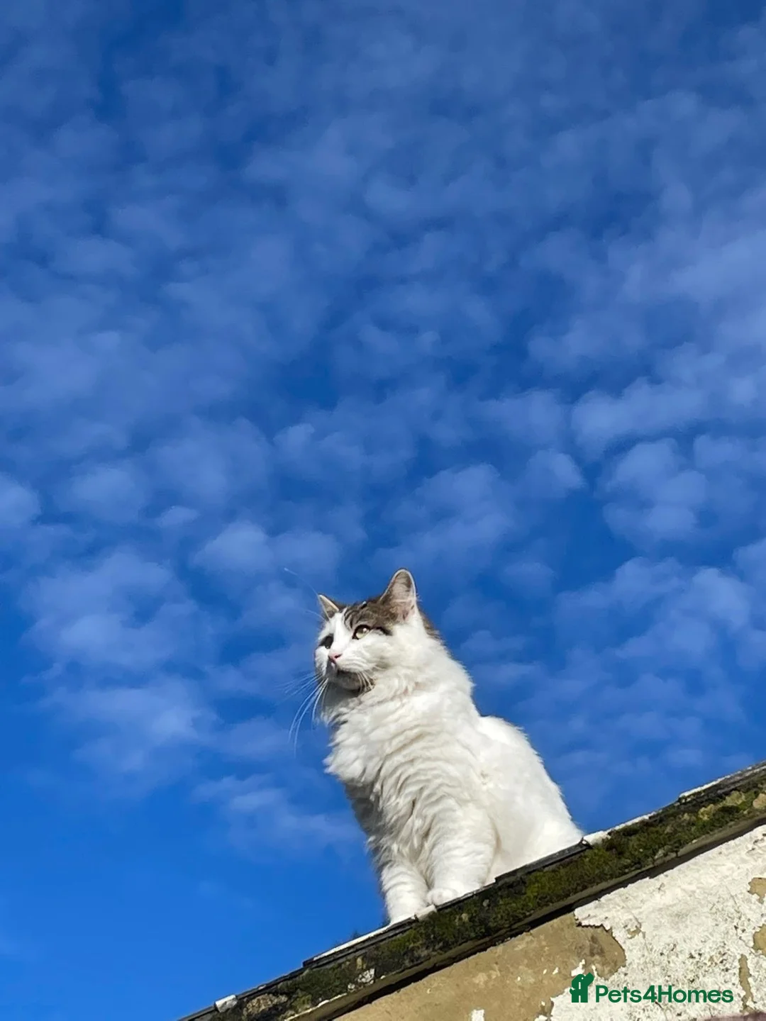 Mixed Breed cats for sale: Cat for sale - Advert 9