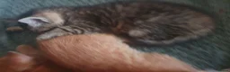Mixed Breed cats for sale: 1 x female tabby  - Advert 3