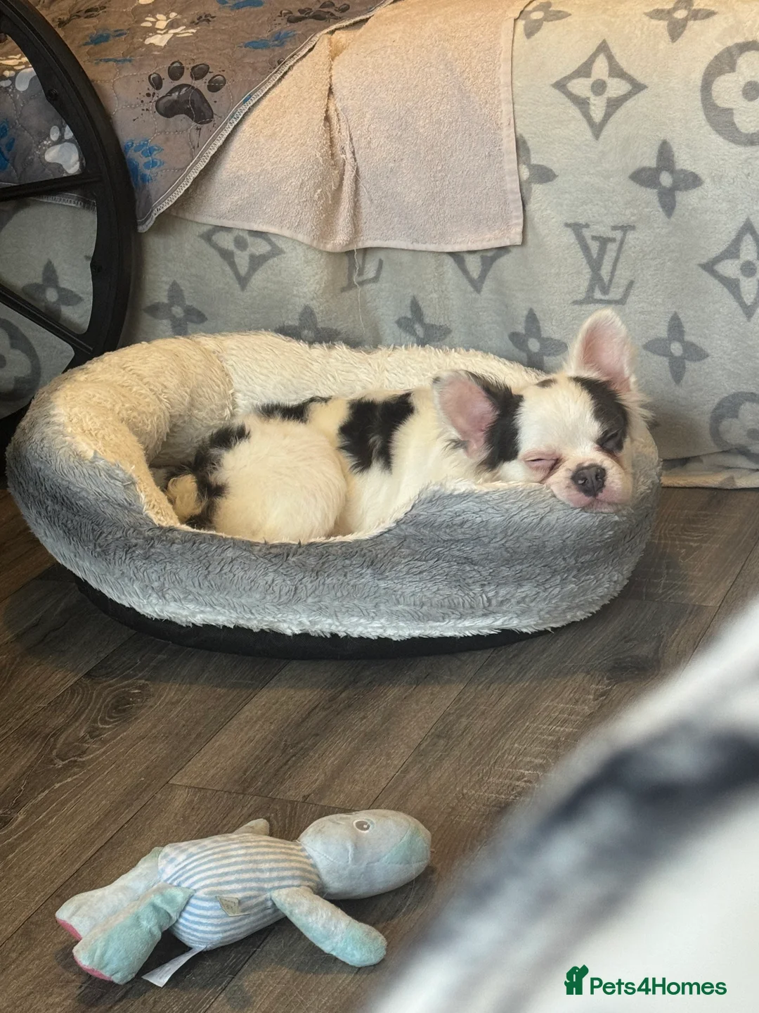 French Bulldog dogs for sale: Fluffy Frenchie - Advert 4