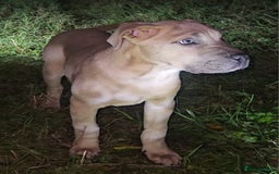 Mixed Breed dogs for sale: Cane Corso/Presa Canario Molloser dogs  - Image 23