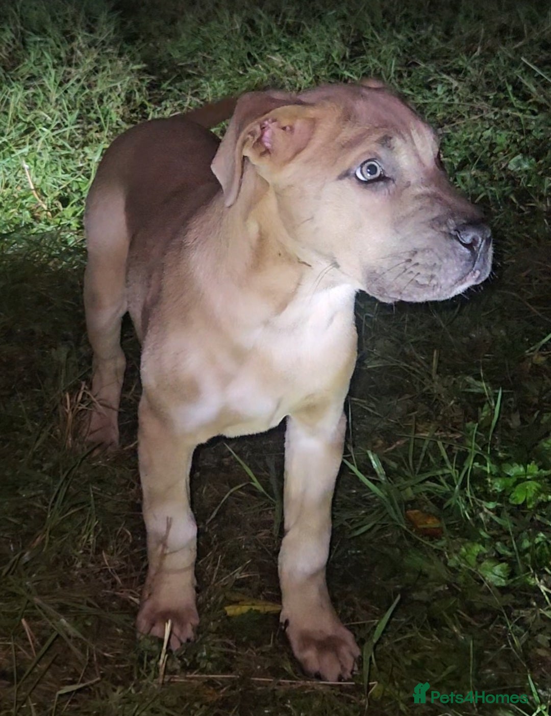 Mixed Breed dogs for sale: Cane Corso/Presa Canario Molloser dogs  - Image 23