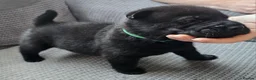 Mixed Breed dogs for sale: Chow Pei For Sale - Advert 6