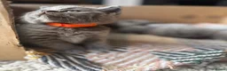British Shorthair cats for sale: 🐾 British Short Hair Kittens 🐾 - Advert 1
