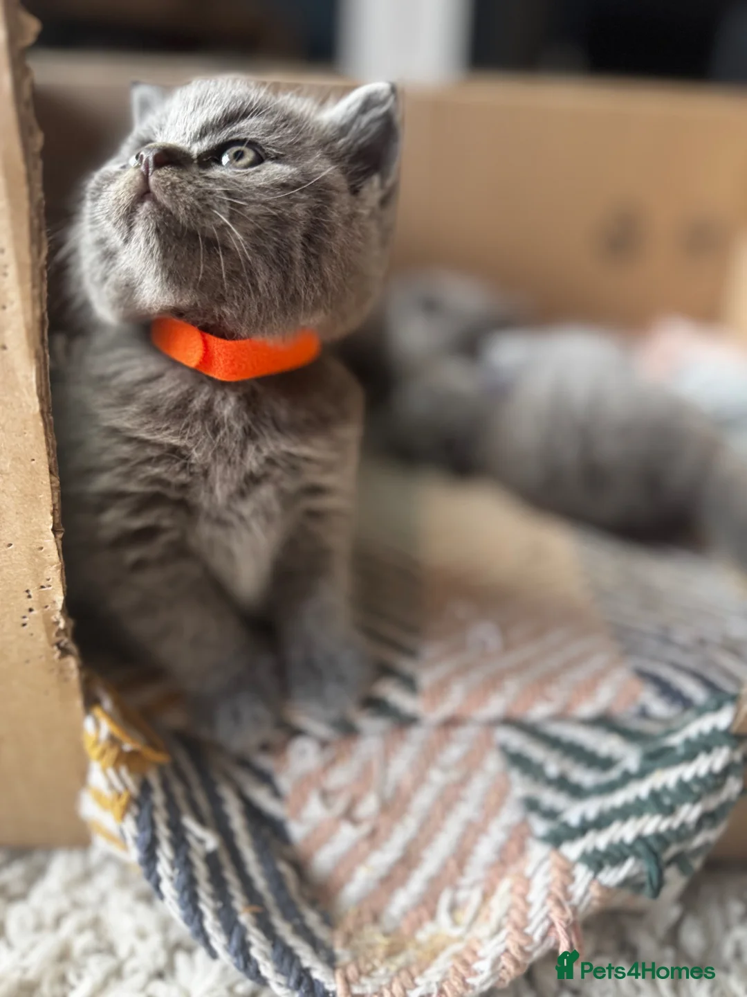 British Shorthair cats for sale: 🐾 British Short Hair Kittens 🐾 - Advert 1