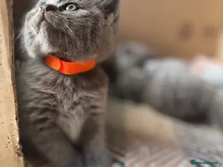 British Shorthair cats 🐾 British Short Hair Kittens 🐾 - Advert 11
