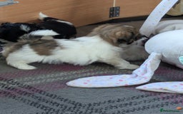 Shih Tzu dogs for sale: Stunning Shih Tzu boy - Image 8