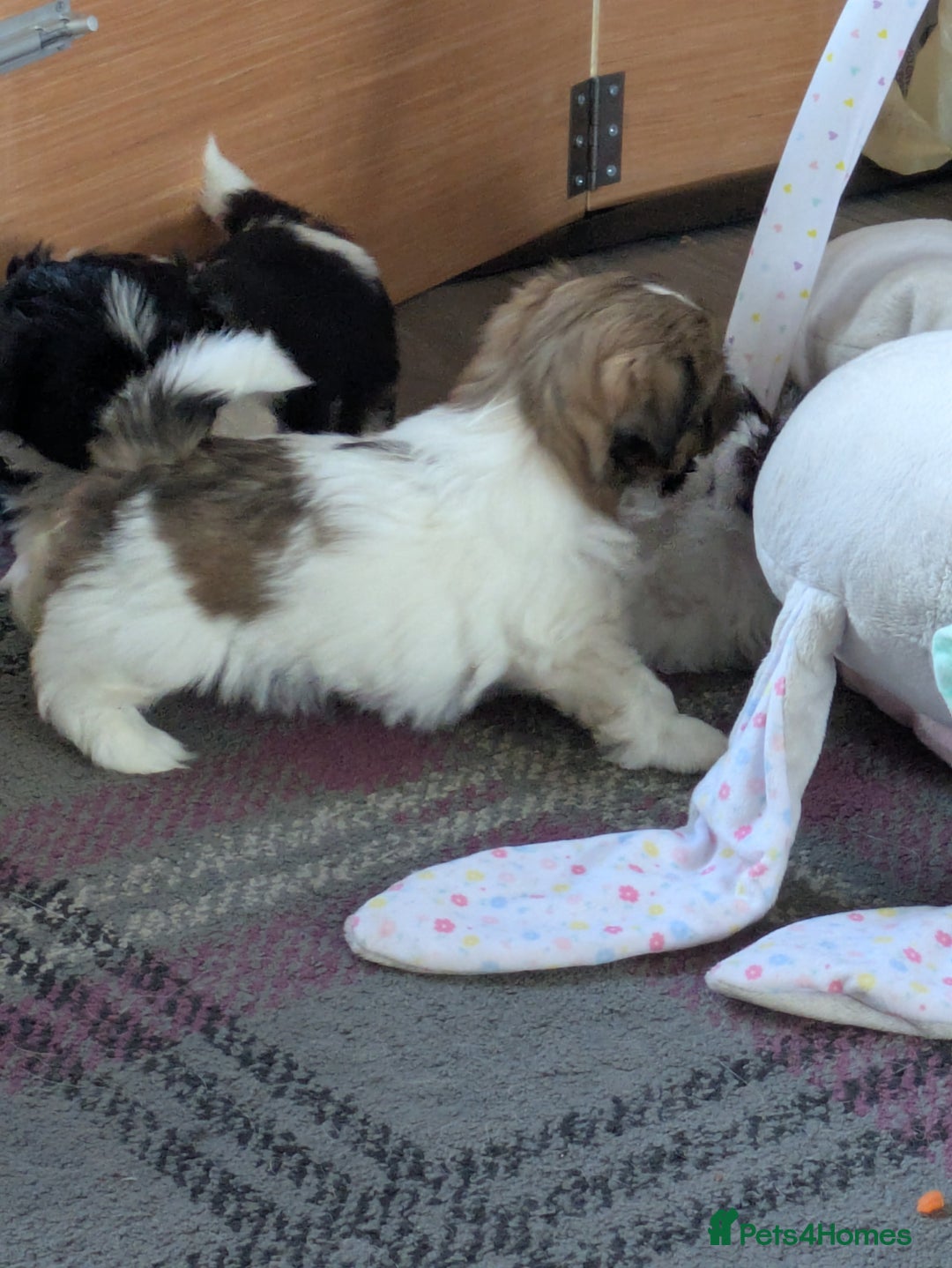 Shih Tzu dogs for sale: Stunning Shih Tzu boy - Image 8