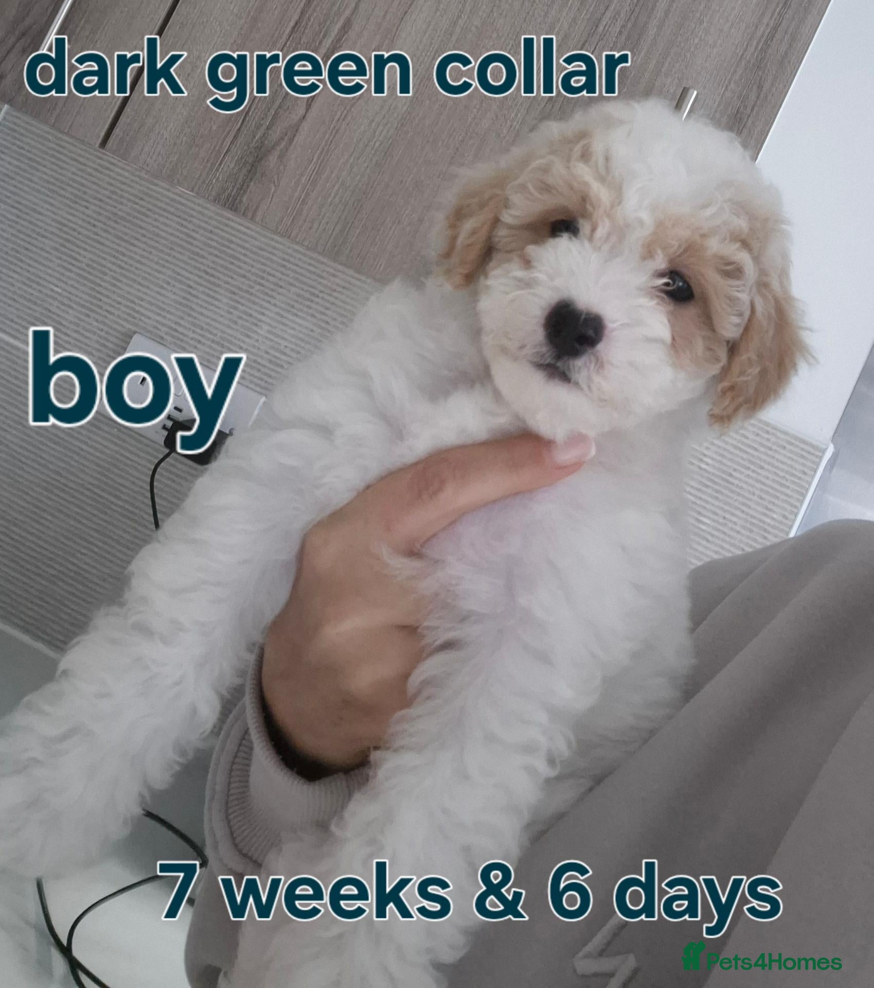 Cavapoochon dogs Available and ready to leave from Wednesday  - Advert 2