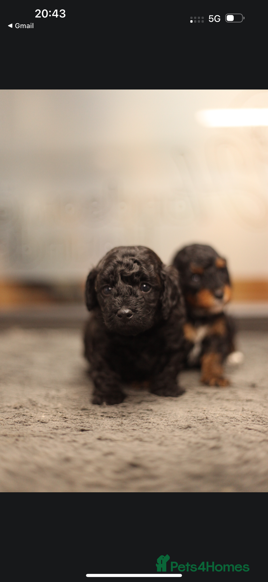 Poochon dogs for sale: Beautiful Poochon Pups Home Bred second litter - Advert 23