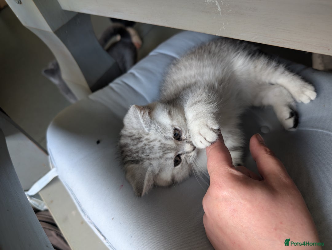 British Shorthair cats for sale: Beautiful British Short Hair Boys  - Image 9