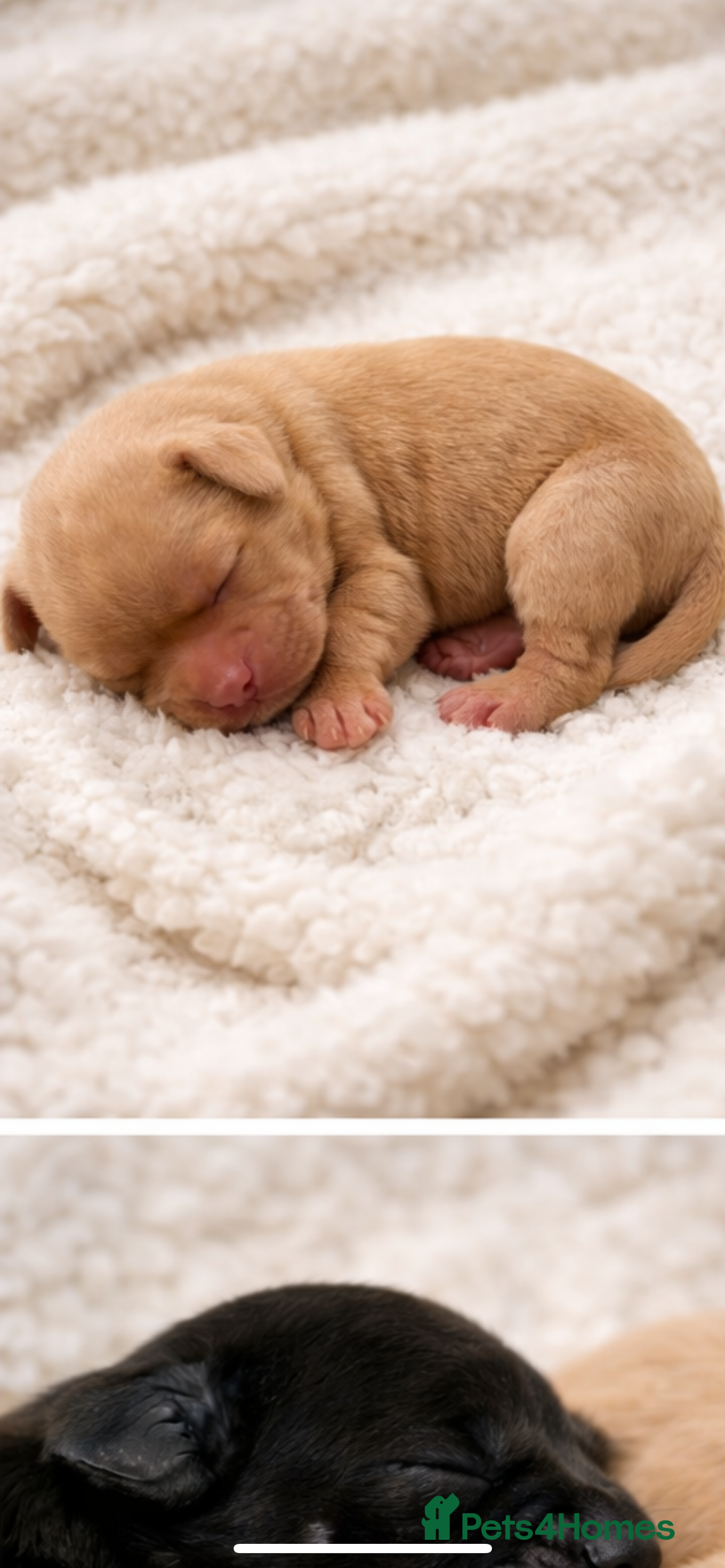 Labrador Retriever dogs for sale: Labrador puppy’s pups pup puppies puppy  - Advert 2