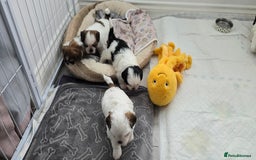 Shih Tzu dogs for sale: Last two puppies from liter 🐶🐶 - Image 18