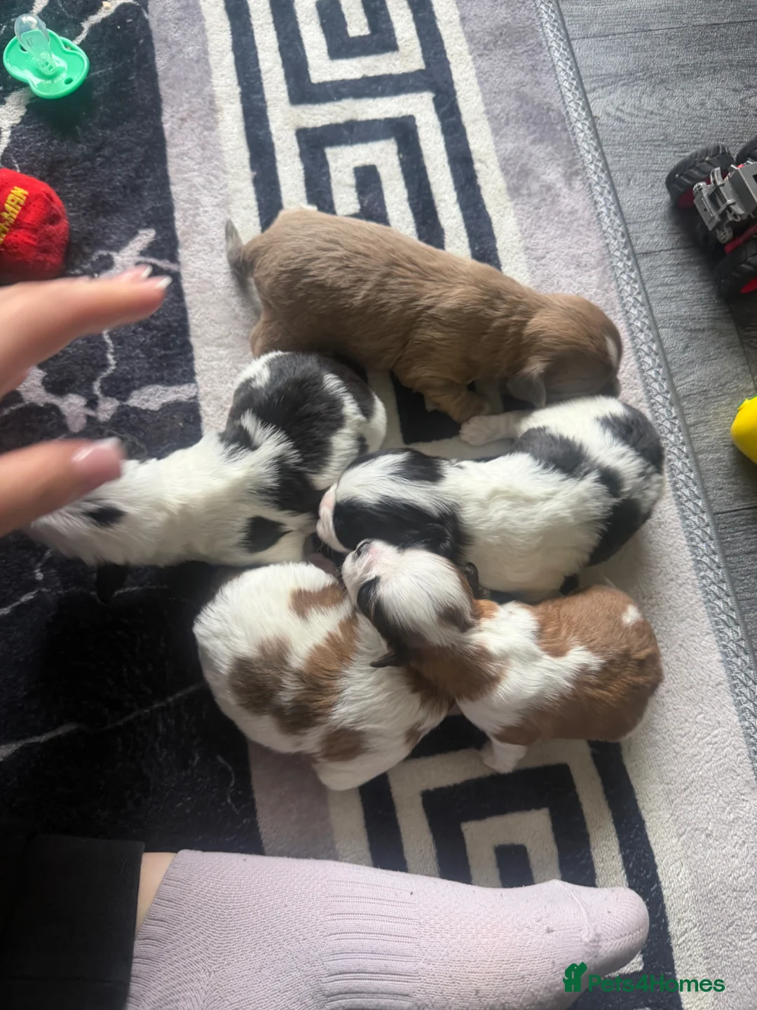 Shihpoo dogs for sale: Beautiful shihpoo puppy’s  - Advert 8