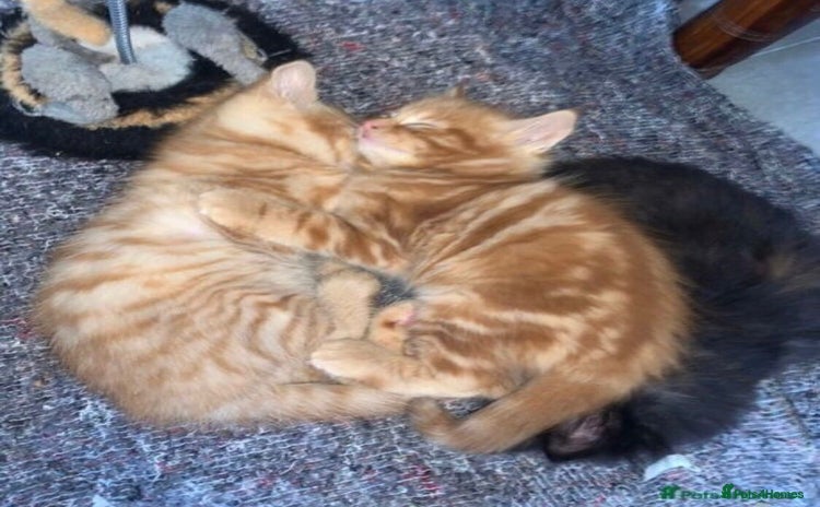 Mixed Breed cats - Advert 3
