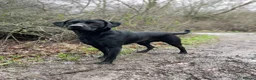 Labrador Retriever dogs for stud: KC REG LABRADOR for STUD  - Advert 3