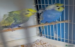 Budgerigars birds for sale: Clearbody colour budgierigar(minis) for sale. - Image 4