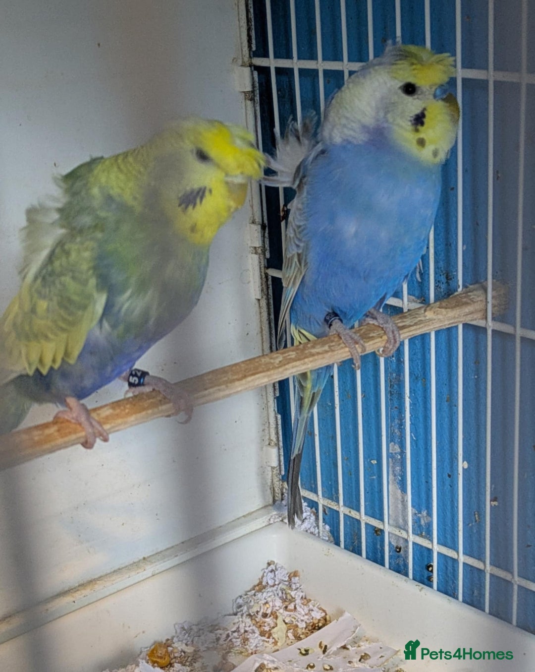 Budgerigars birds for sale: Clearbody colour budgierigar(minis) for sale. - Image 4