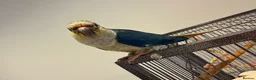 Conures birds for sale: Two Gorgeous, Tame Baby Green Cheek Conures ❤️ in Stockport - Advert 6
