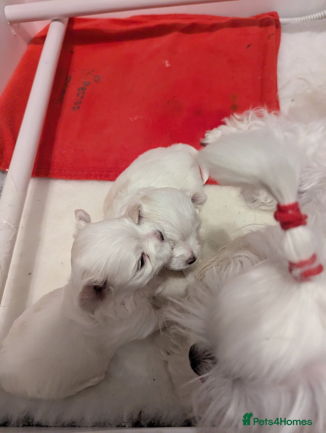 Maltese dogs for sale: Gorgeous KC pedigree Maltese puppy boy - Image 19
