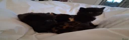 Mixed Breed cats for sale: BLACK OR TORTOISHELL KITTENS - Advert 5