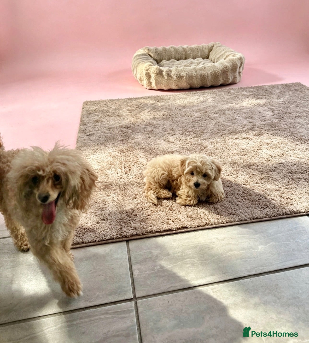 Maltipoo dogs Maltipoo puppys  - Advert 1