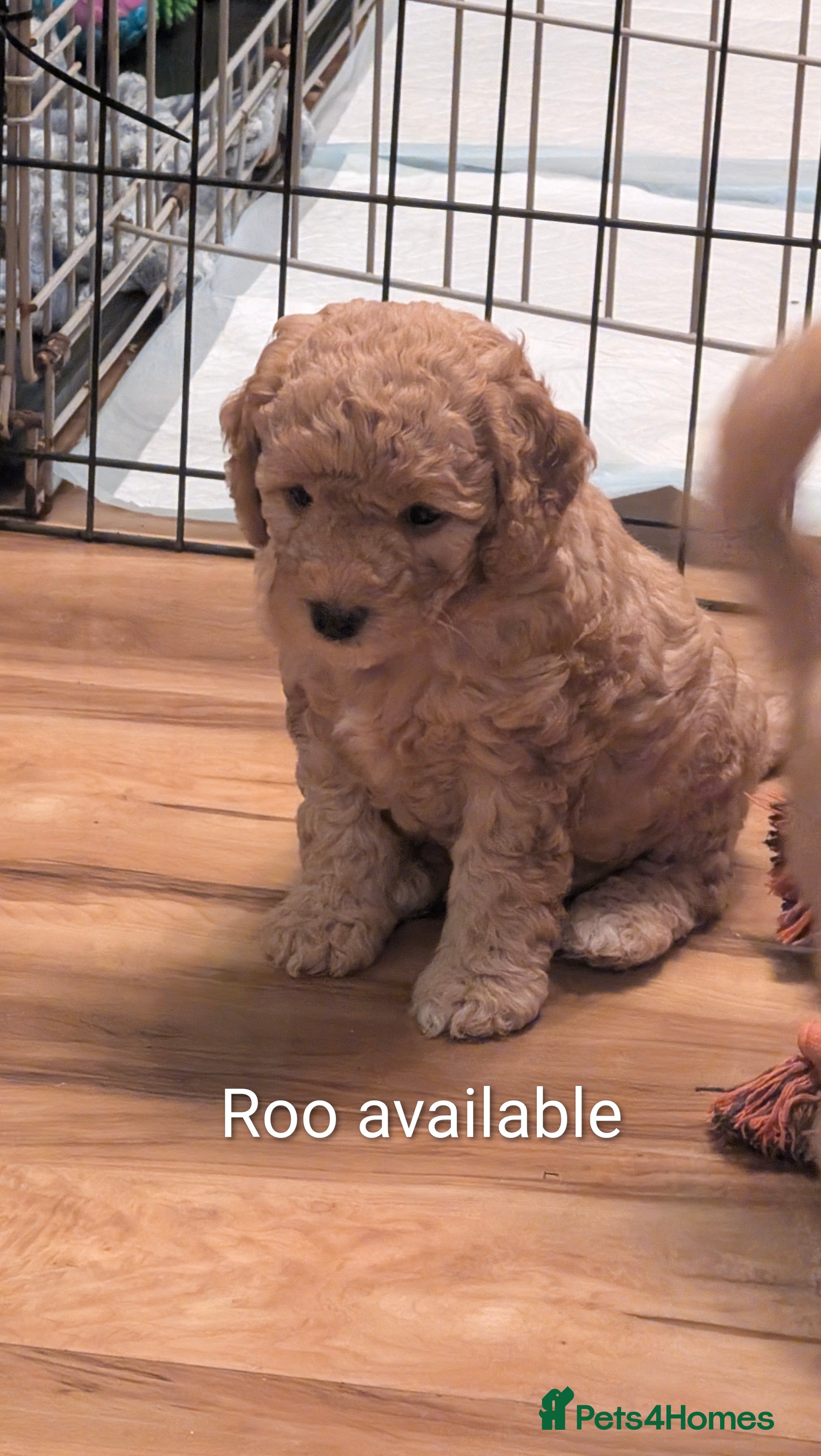Cockapoo dogs Stunning cockapoos  - Advert 5
