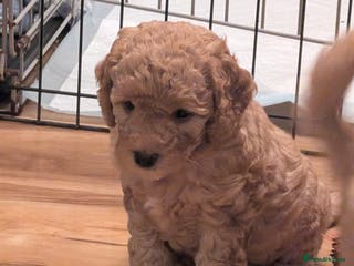 Cockapoo dogs Stunning cockapoos - Advert 5