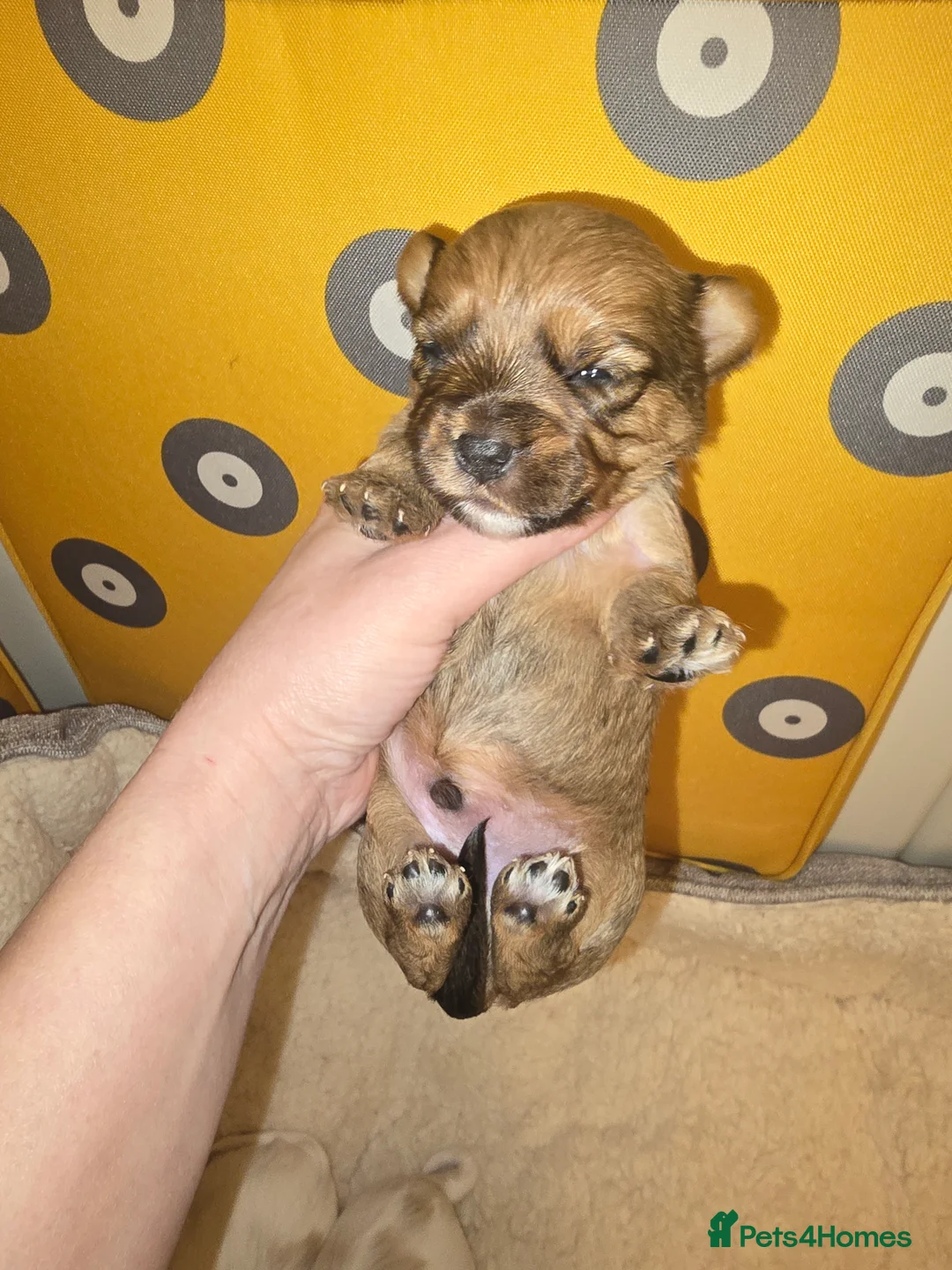 Yorkshire Terrier dogs for sale: wonderful puppies yorkshire terrier - Advert 21