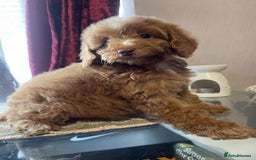 Cavapoo dogs for sale: Red cavapoo - Image 1