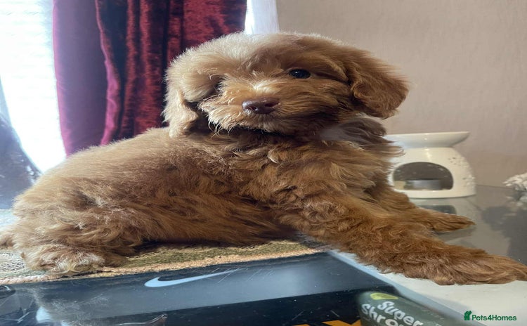 Cavapoo dogs - Advert 14