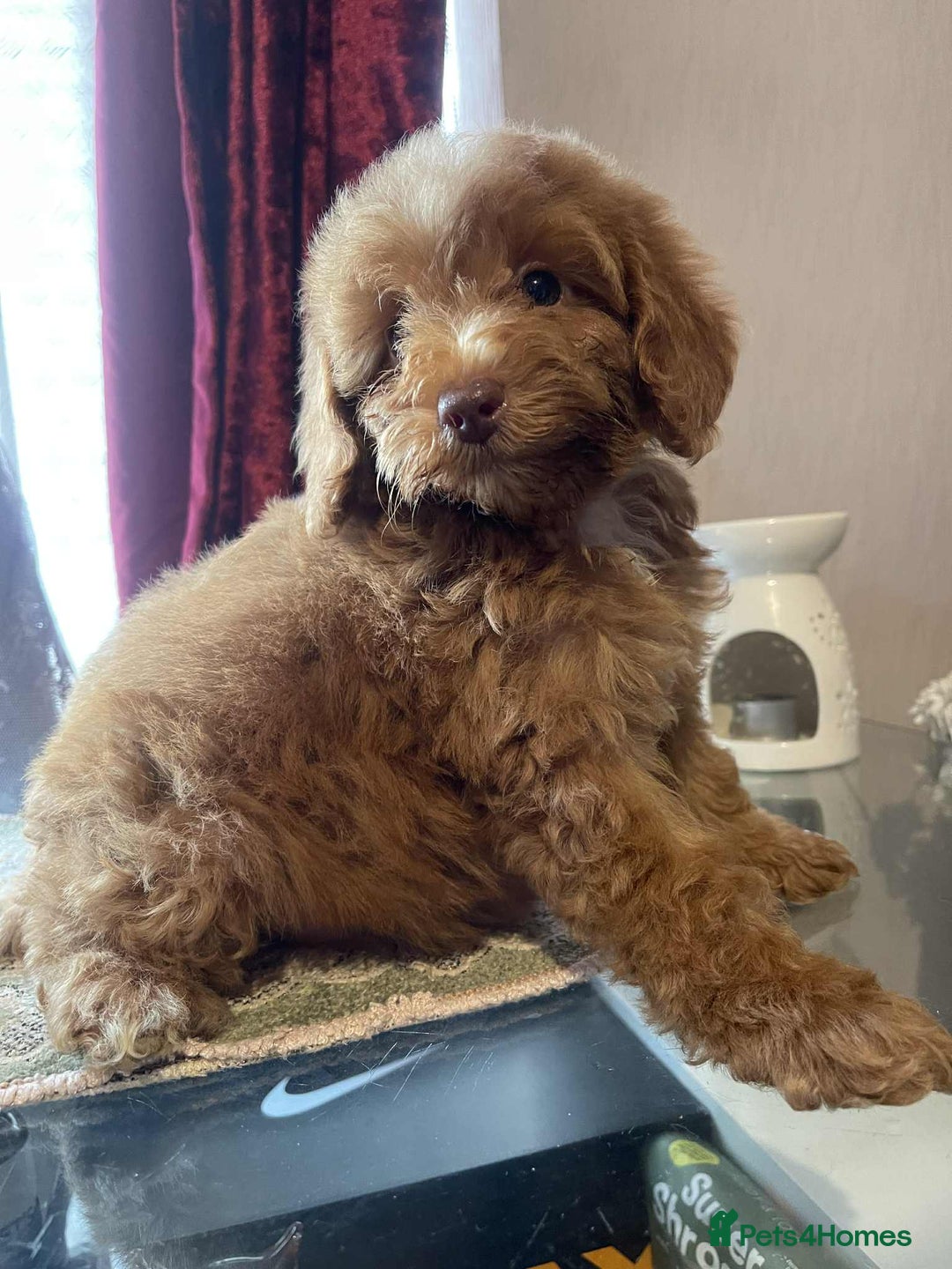 Cavapoo dogs for sale: Red cavapoo - Image 1