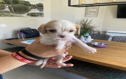 Cavachon dogs for sale: Cavalier King Charles x Cavachon - Image 12