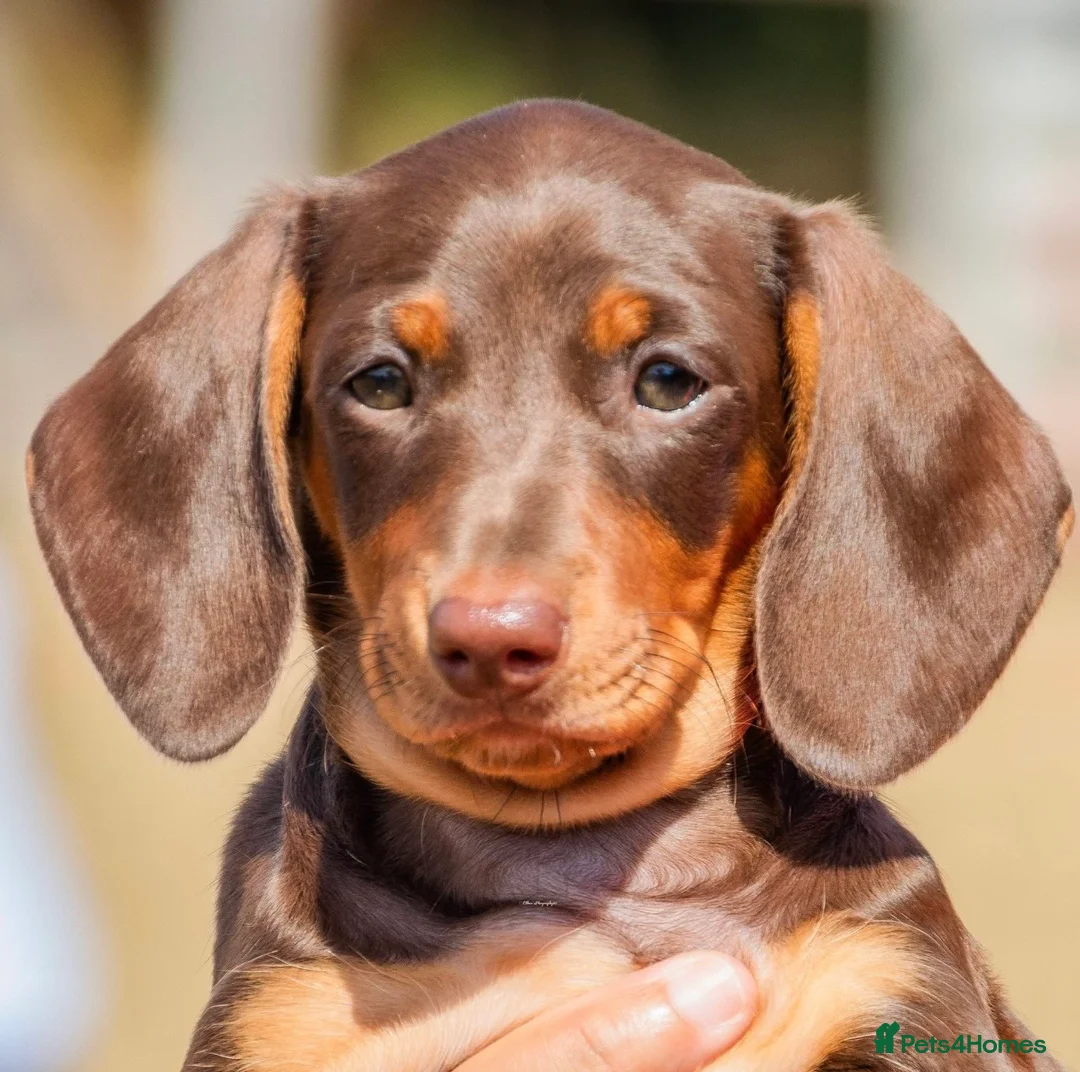 Miniature Dachshund dogs for sale: 🐾 Just One Beautiful Puppy Left! 🐾 - Advert 1