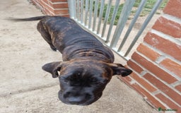 Cane Corso dogs for sale: Italian cane corso puppies  - Image 12