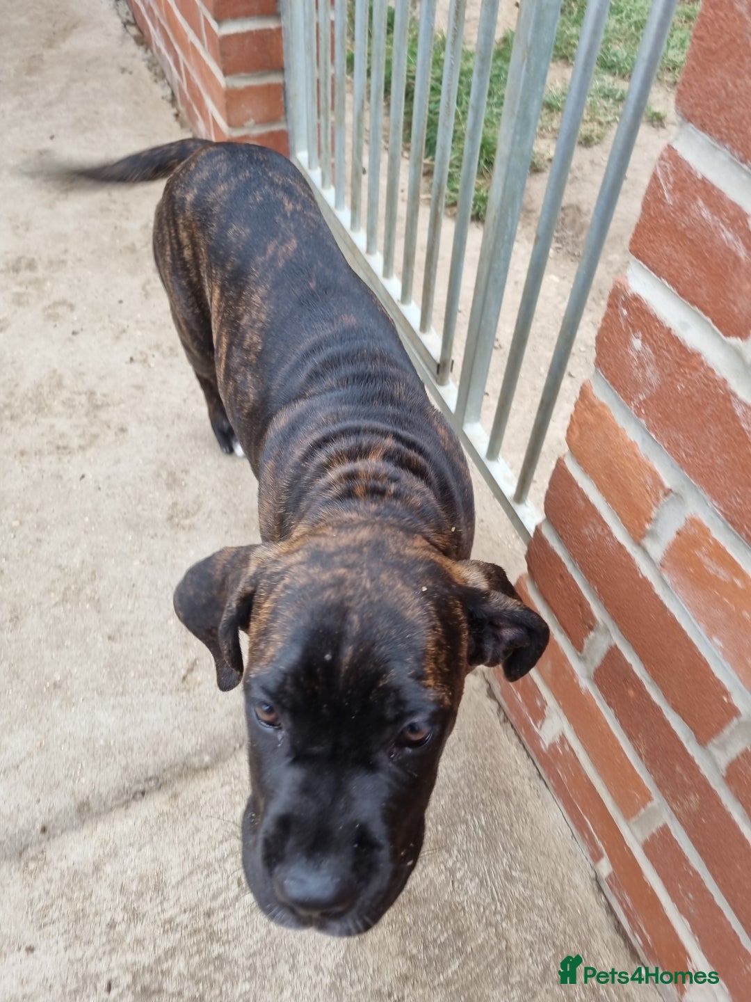Cane Corso dogs for sale: Italian cane corso puppies  - Image 12