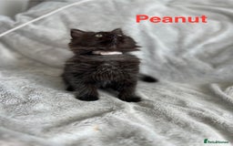 Persian cats for sale: **Last 2** Stunning litter of Persian/Ragdolls - Image 10