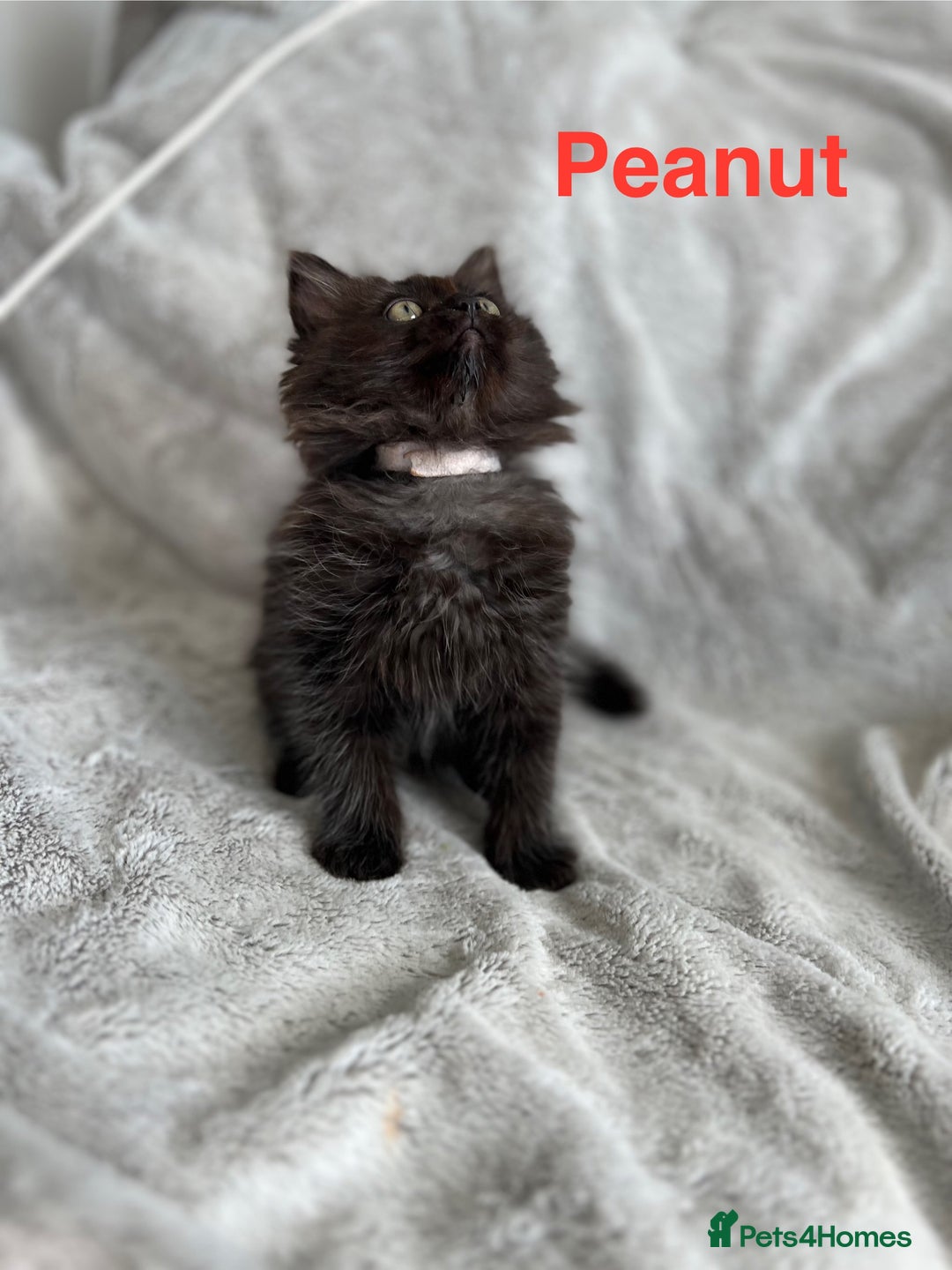 Persian cats for sale: **Last 2** Stunning litter of Persian/Ragdolls - Image 10