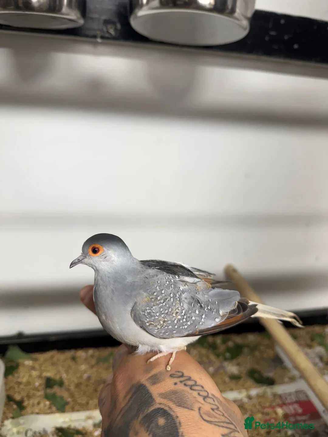 Doves birds for sale: Diamond dove  in Stourbridge - Advert 2