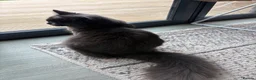 Mixed Breed cats for sale: 🖤 Gorgeous black Kittens   - Advert 3